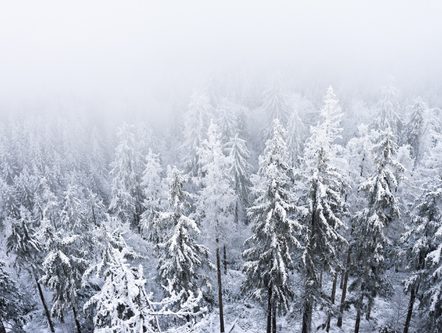 Snow trees